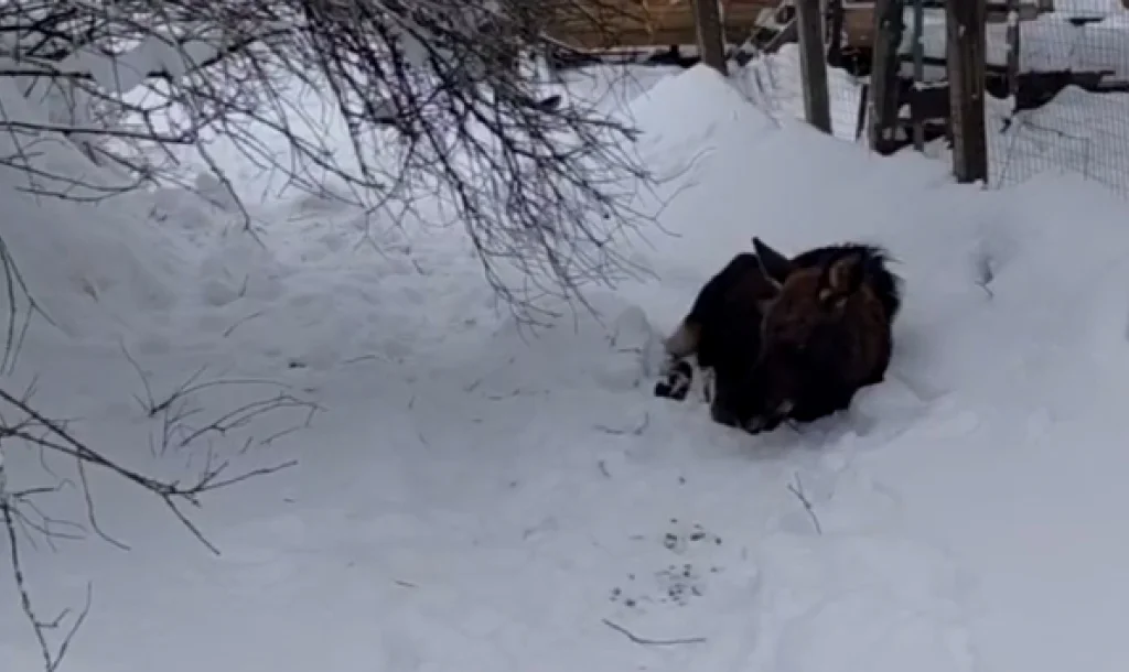 В Калуге спасают очередного лосёнка