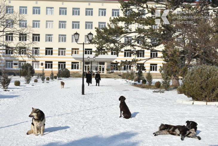 Следком проверит, почему в Керчи ничего не делают с бродячими собаками