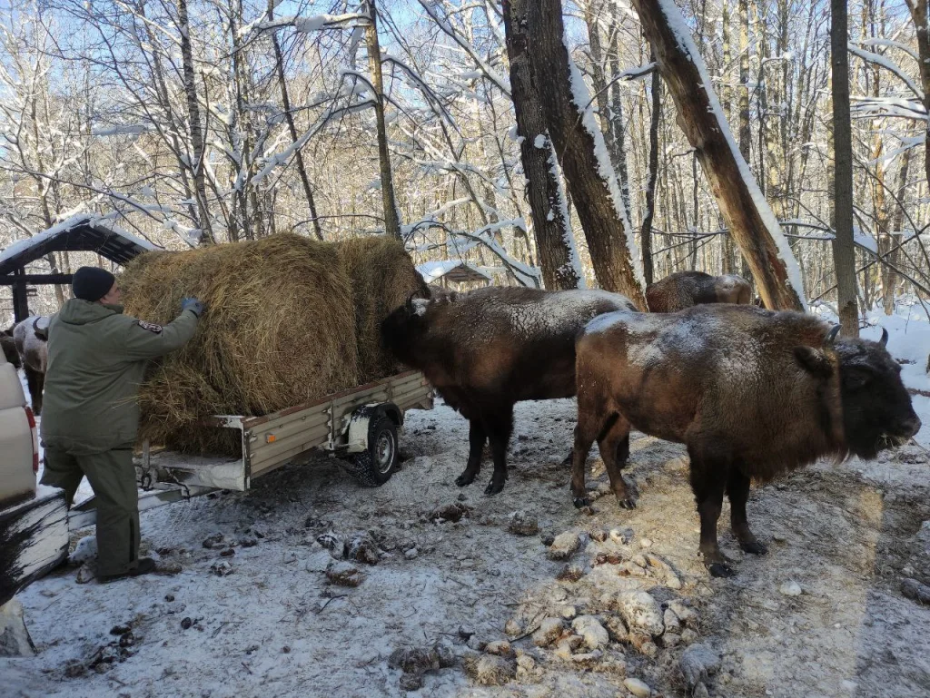 В Калужской области помогают перезимовать зубрам
