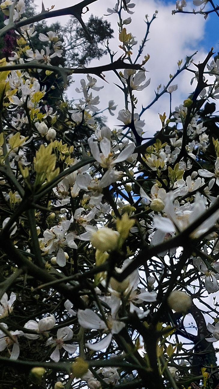 В Крыму зацвёл уникальный листопадный цитрус