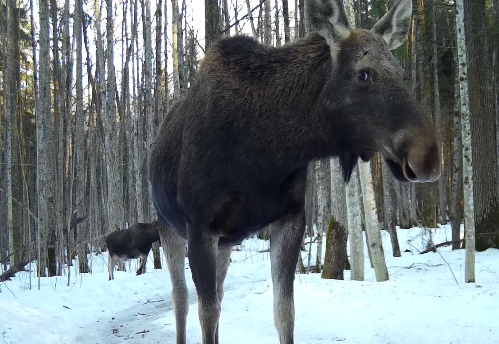Лоси попали на видео в калужском лесу
