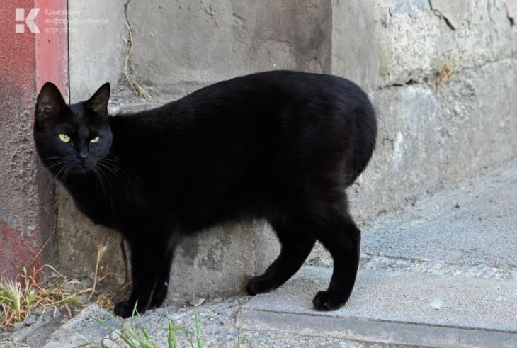 В Евпатории появился квест с котами