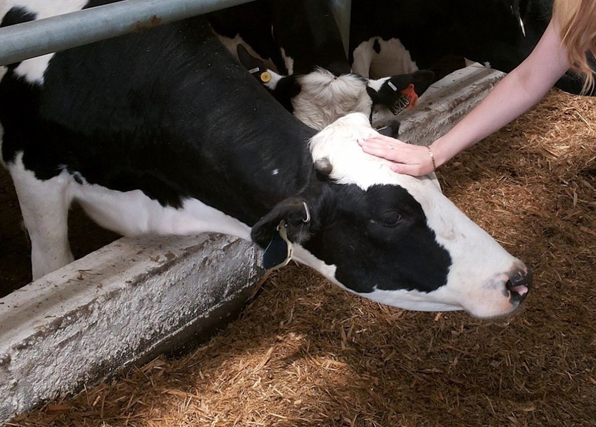 Еще в одном калужском селе введен по лейкозу крупного рогатого скота