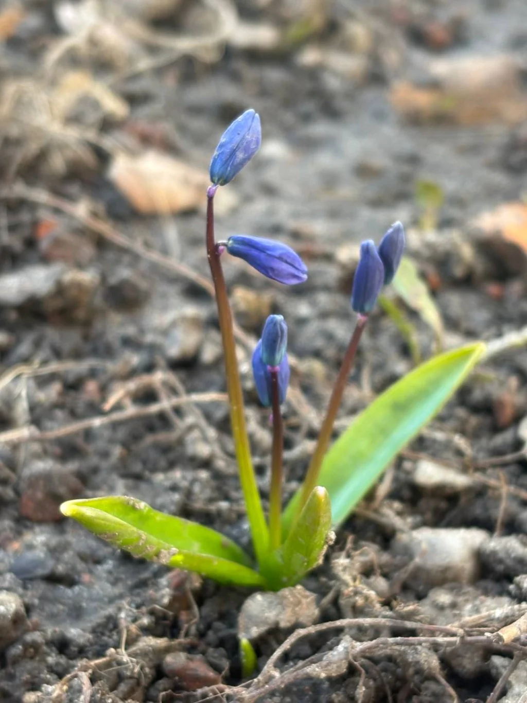 В Калуге распустились первые весенние цветы