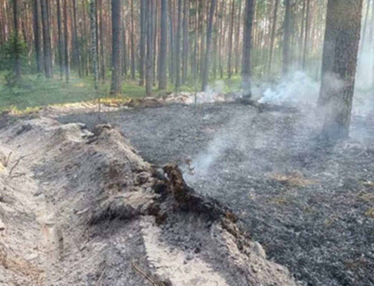 Из-за пожара 1,5 гектара леса выгорело в Хвастовичском районе