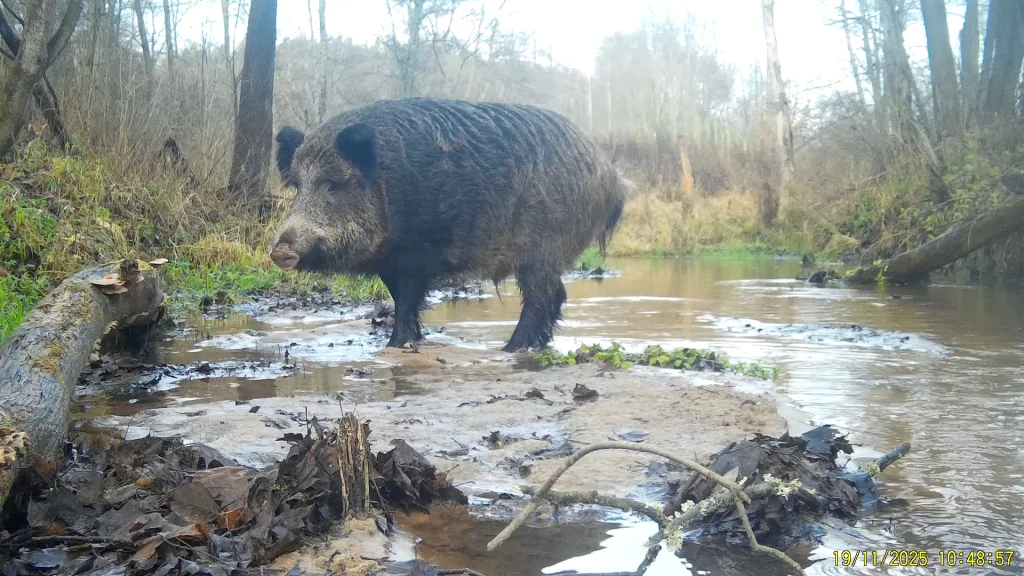 Кабан попал на видео в калужском лесу