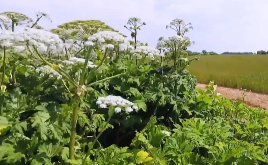 В Калужской области нашли 1423 участка, заросшие борщевиком