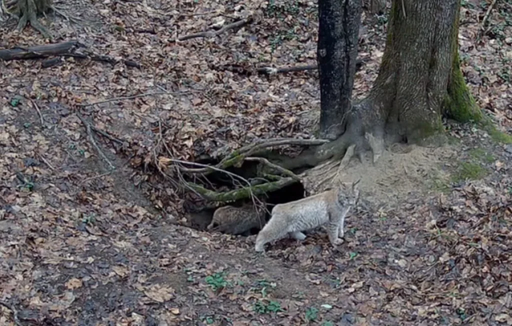Детёныши рыси попали на видео в калужском лесу