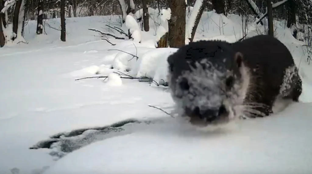 Выдра попала на видео в калужском лесу