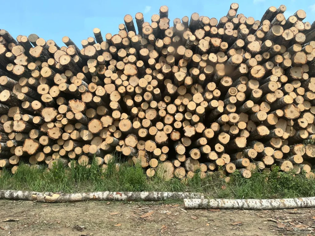 В Калужской области рыбака поймали на незаконной вырубке леса на берегу Оки
