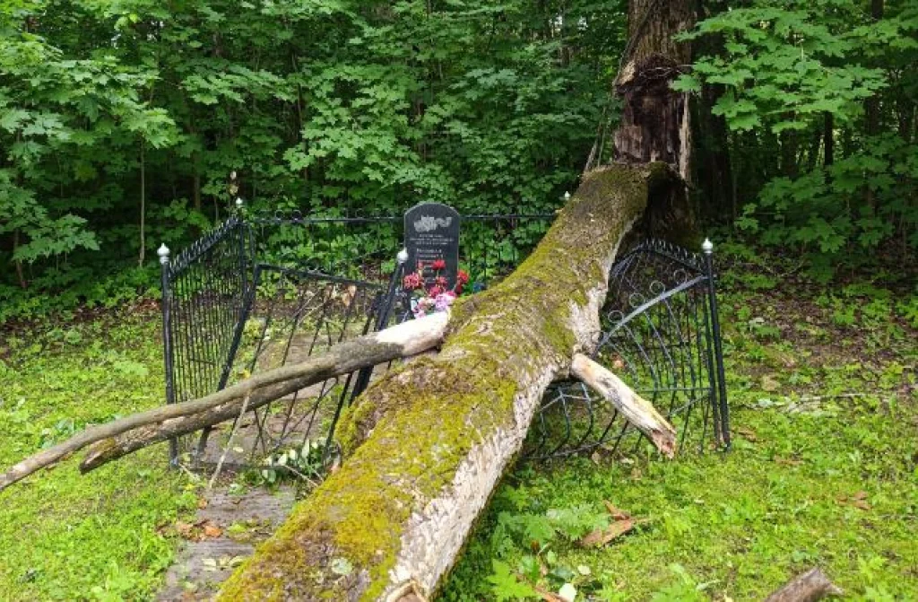 Упавшее на братское захоронение дерево в Дзержинском районе будут убирать месяц