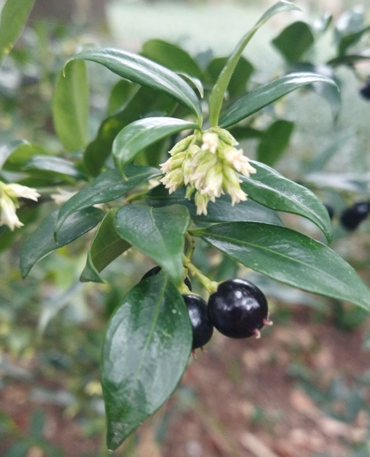 В Никитском ботсаду зацвела саркокка