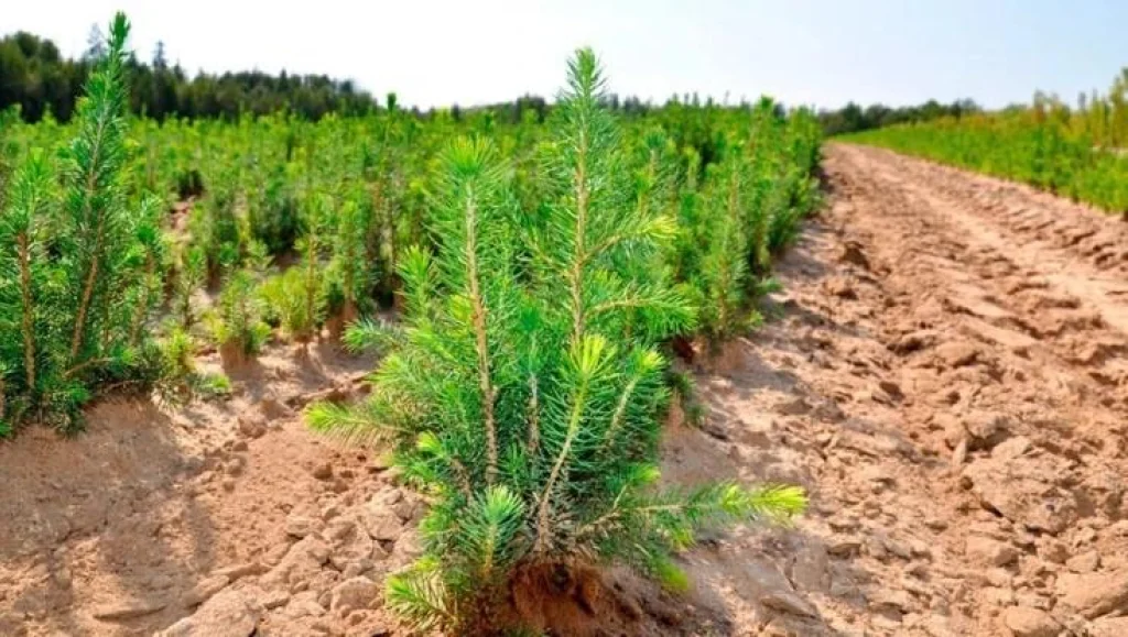 В Калужской области на сохранение лесов выделили более 51 миллиона рублей