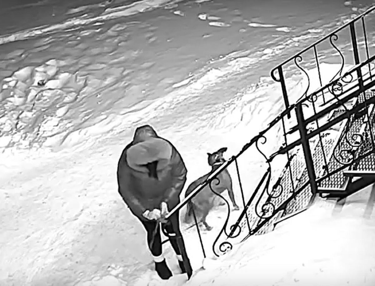 Полиция проверит информацию об оставленной на морозе собаке в Калуге