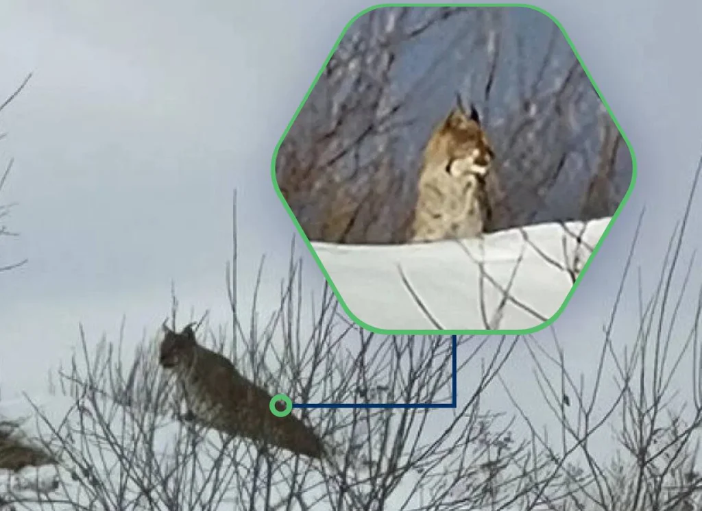 Рысь заметили в Калужской области