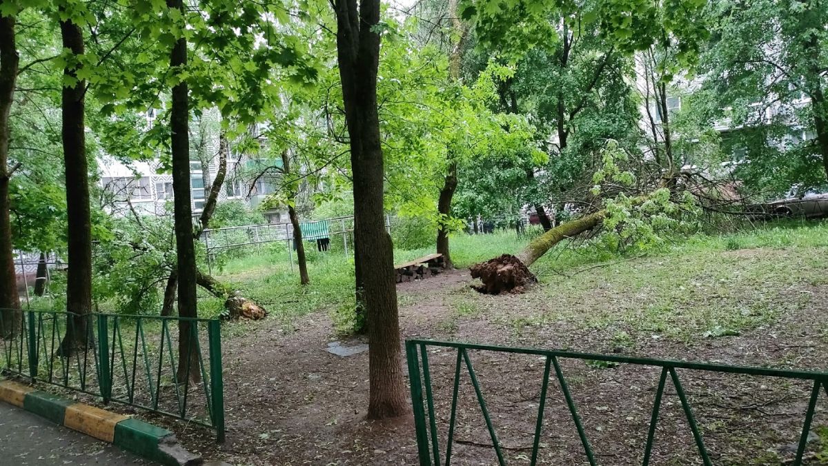 16 деревьев повалила непогода в Калуге