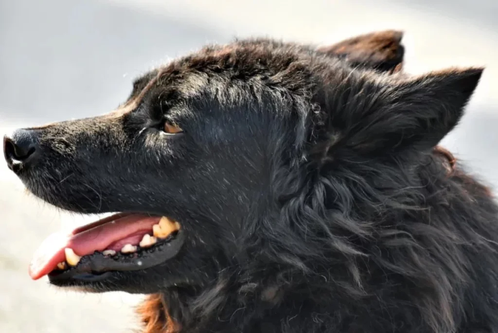 В Калужской области стало меньше бродячих собак