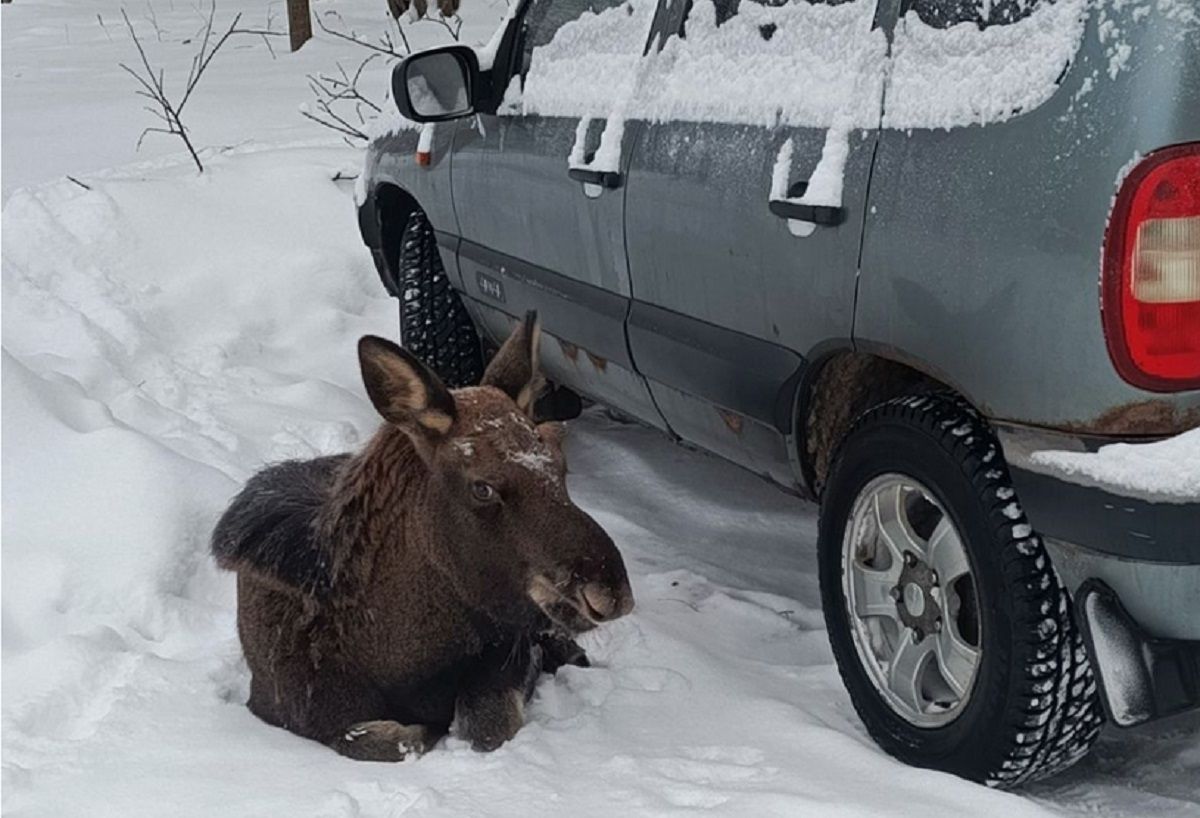 Вышедший за помощью к людям в калужской деревне лосенок умер