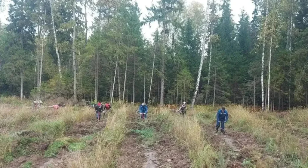 В Калужской области 24 октября пройдёт волонтёрская посадка леса