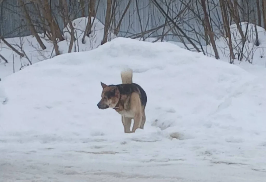 В посёлке Калужской области собака терроризирует домашних питомцев