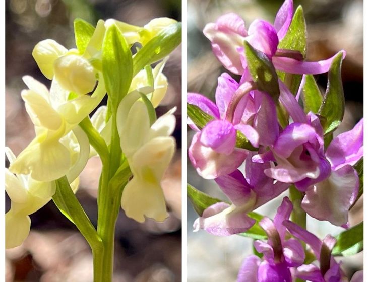 На ЮБК зацвели редкие дикие орхидеи