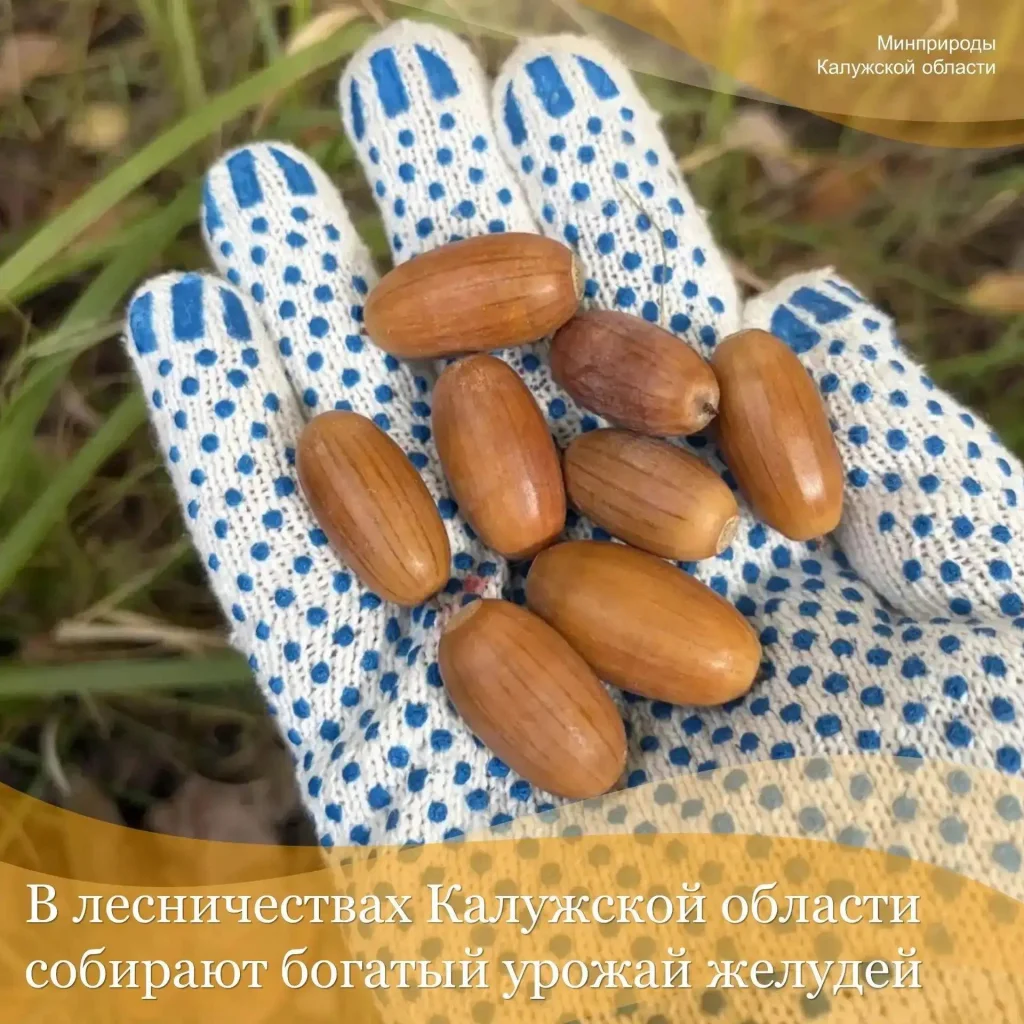 Сбор желудей стартовал в Калужской области