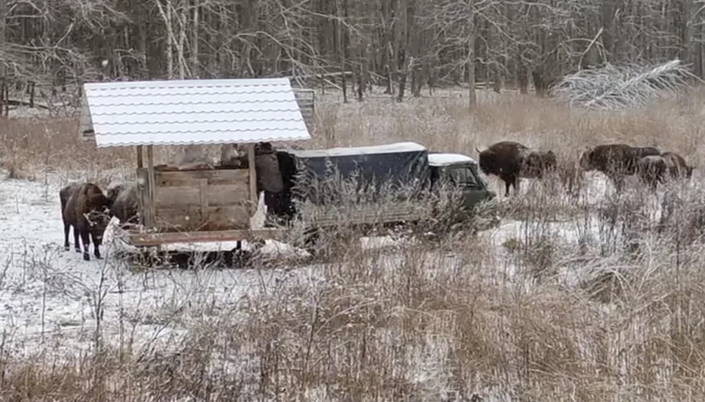 В калужском заповеднике начали подкармливать животных