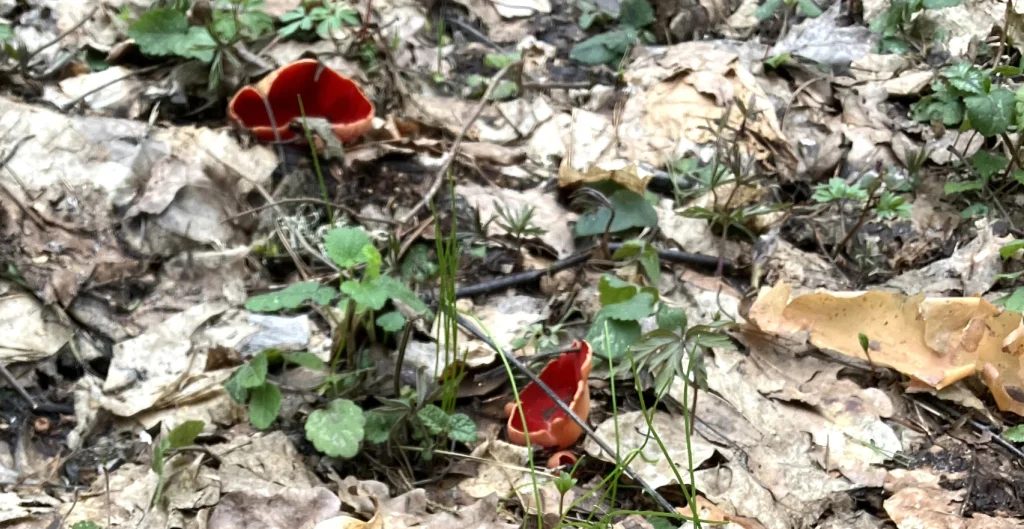 Первые грибы пошли в калужских лесах