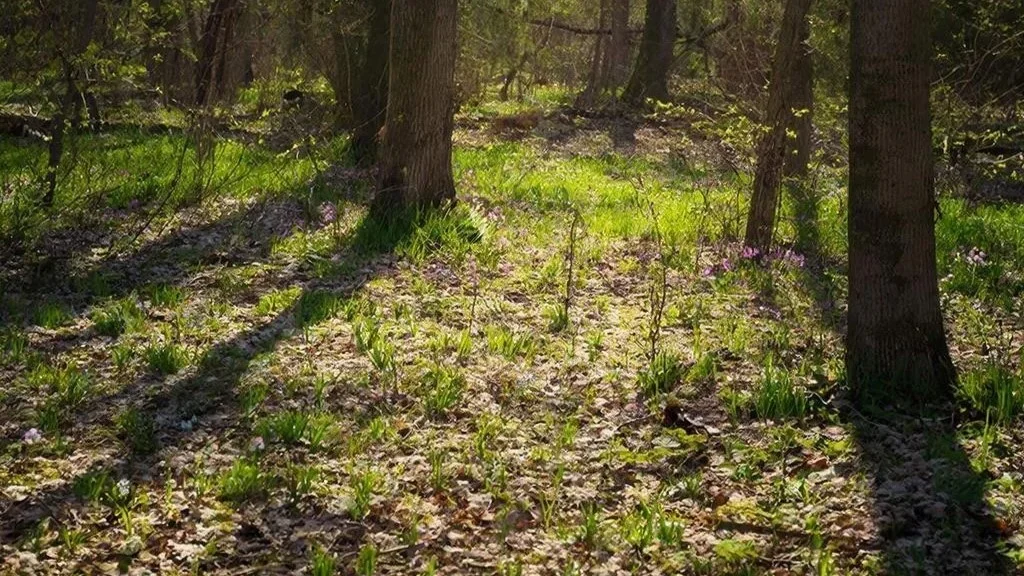 В Кирове виновные в незаконной вырубке леса заплатят 6,5 миллиона рублей