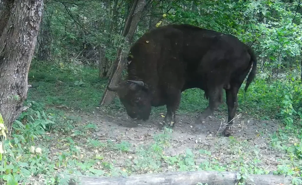 Отдыхающего зубра засняли в калужском лесу
