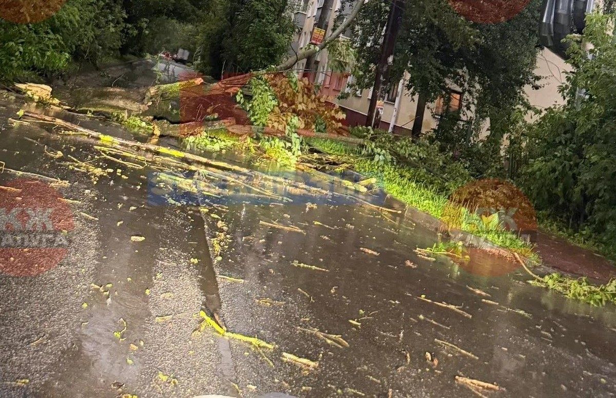 Соцсети: упавшее дерево перекрыло улицу Бутома в Калуге