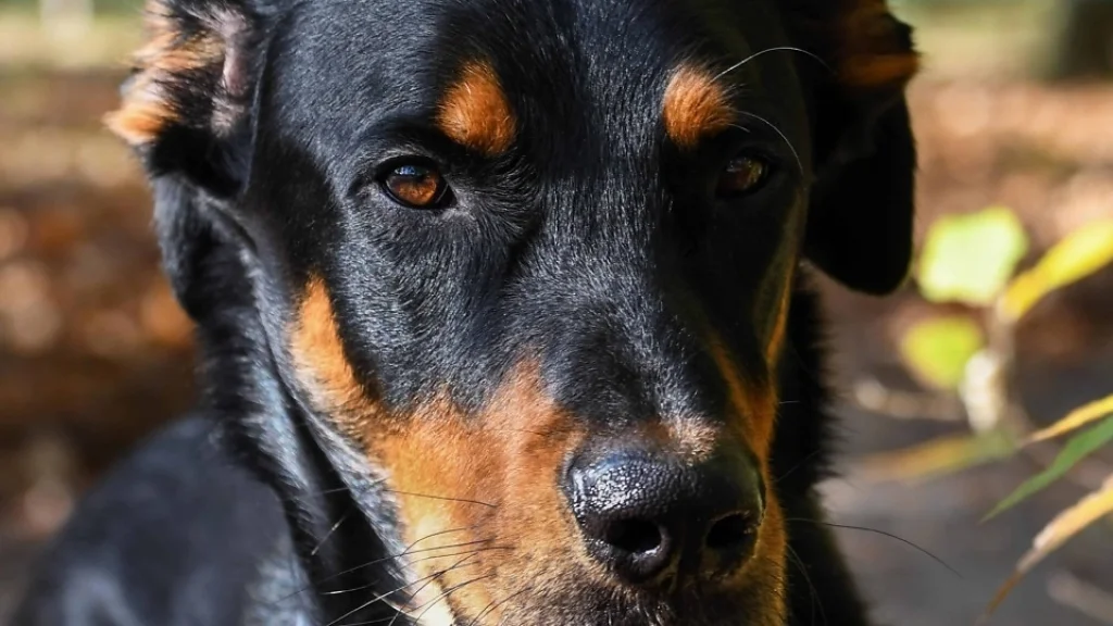 Власти предупредили жителей Кирова об опасной собаке