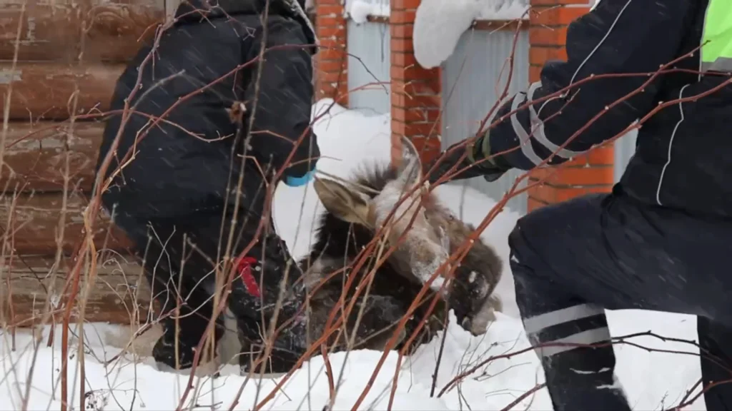 В Калужской области спасают ещё одного лосенка