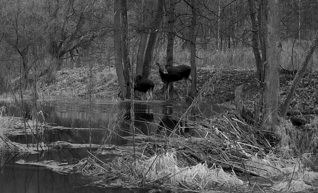 Лоси попали на видео в калужском лесу