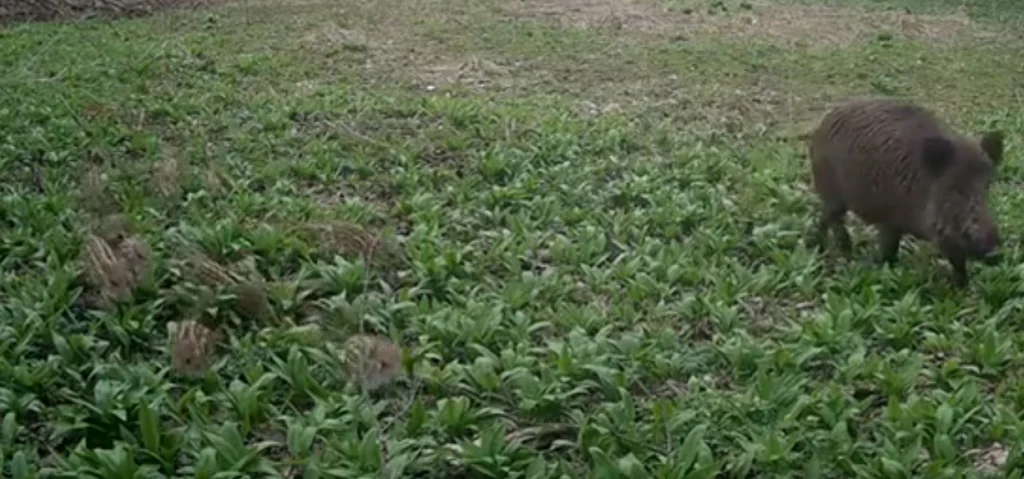 Маленькие кабанчики попали на видео в калужском лесу