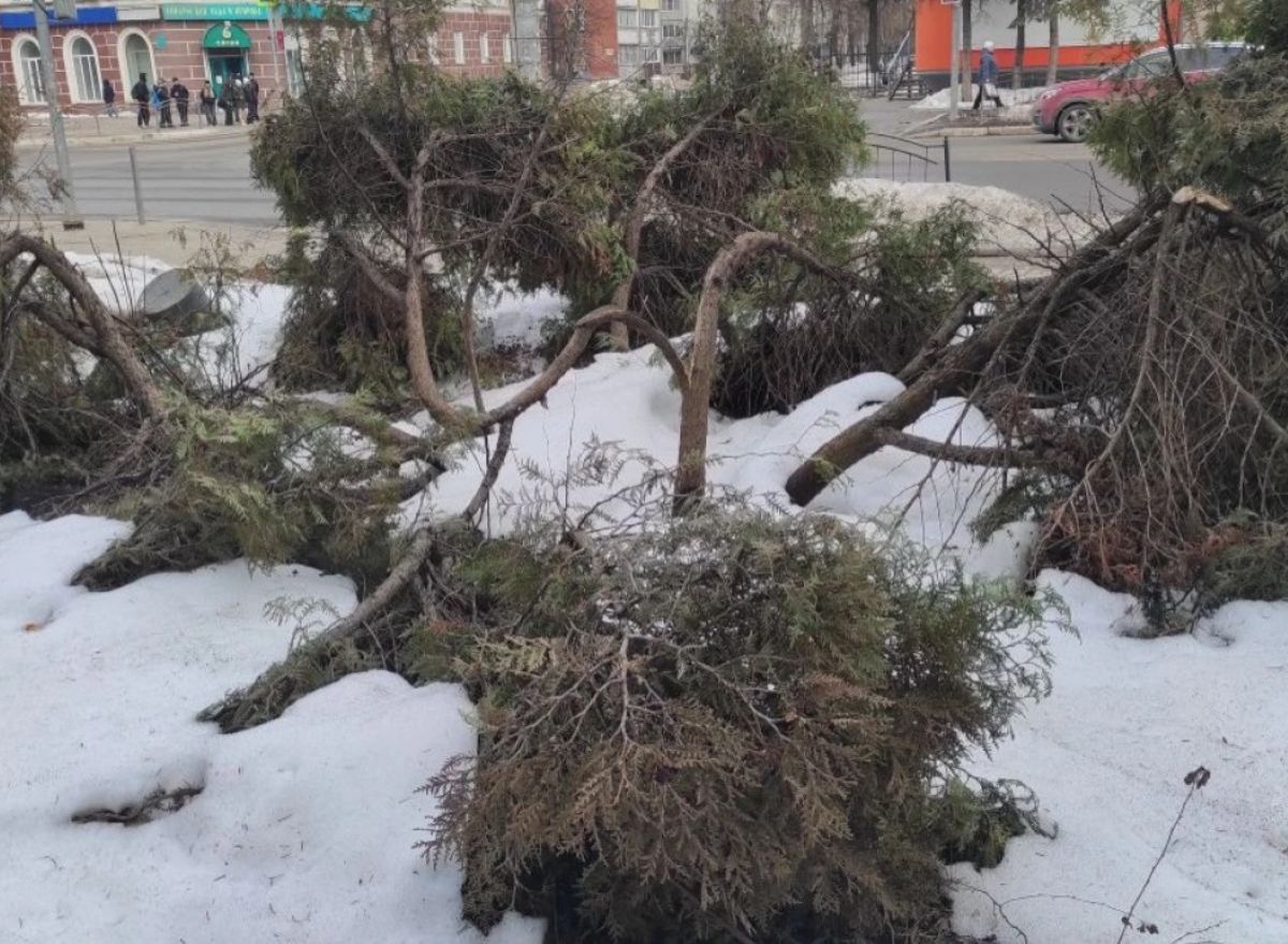 На улице Ленина в Калуге снегом поломало посаженные в прошлом году туи