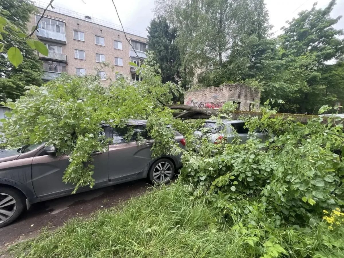 Аварийное дерево рухнуло на автомобили в Обнинске