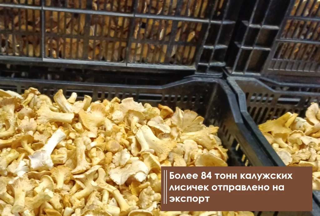 84 тонны калужских лисичек отправили в Европу