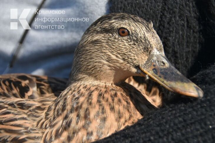 Съел чужих уток, вынес стройматериалы: жителя Скалистого поймали на серии краж