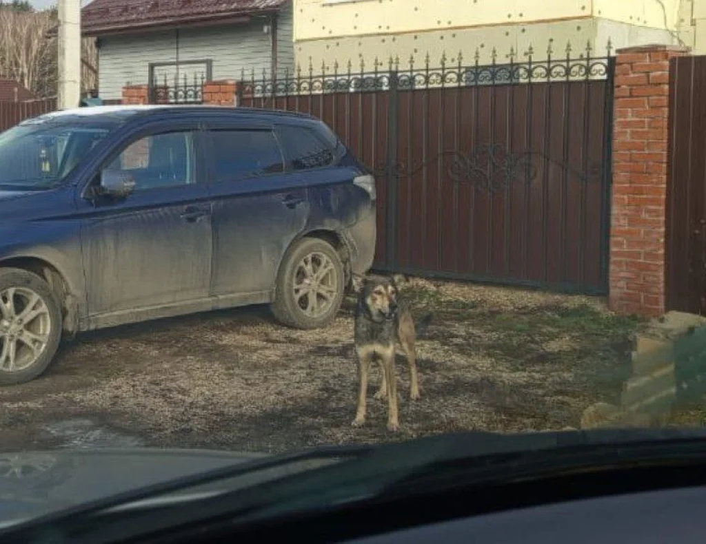 В Калуге жители 1-го Свободного переулка опасаются безнадзорного пса
